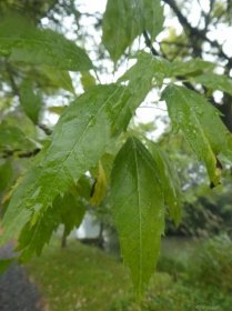 Jasan ztepilý Diversifolia - větévka s listem (Fraxinus excelsior)