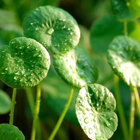 Semena Gotu Kola - Pupečník Asijský (Centella asiatica)