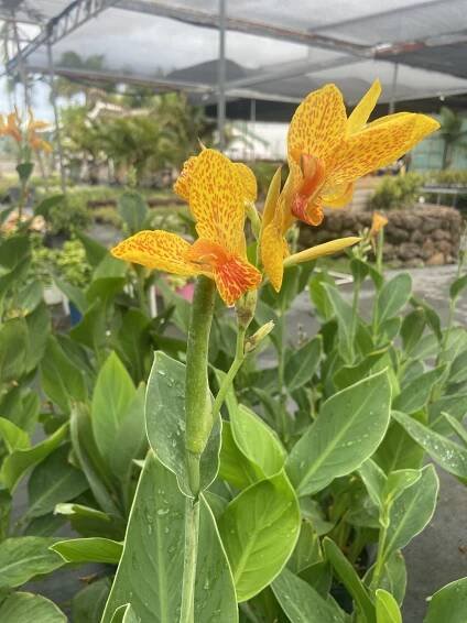 Canna Lily