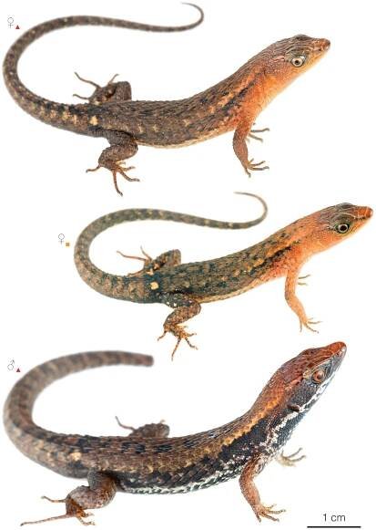 Figure showing variation among individuals of Alopoglossus atriventris