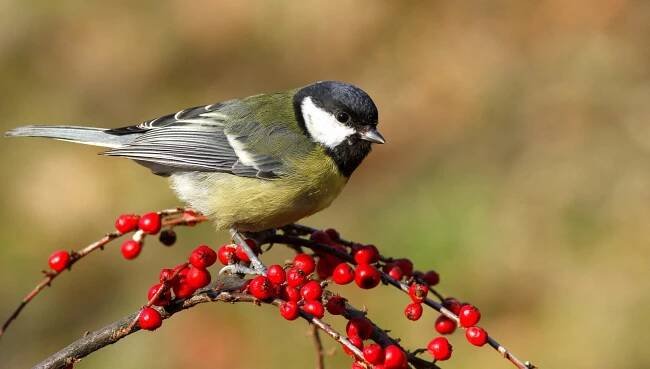 Určování Archivy - AVIFAUNA - Český online magazín o ptácích