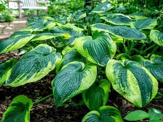 frances williams hosta landscaping uses care 4125603 03 f967b5bab40c4253bdba6d22f5358320