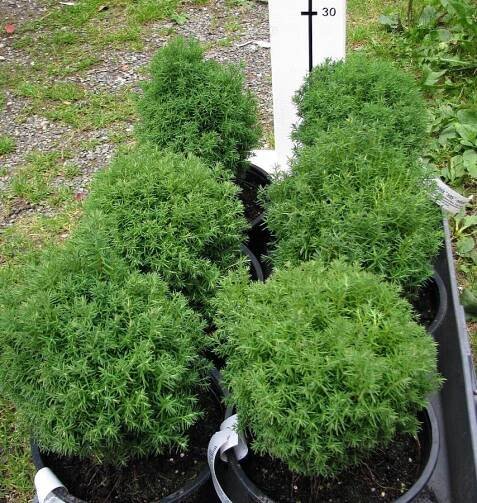 Thuja occidentalis "teddy" - medvídek — Květinářství Plantica
