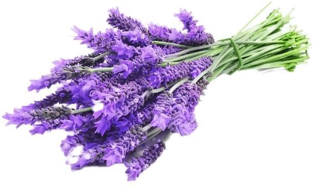 LAVANDA