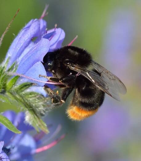 Soubor:Bombus lapidarius queen - Echium vulgare - Keila.jpg – Wikipedie