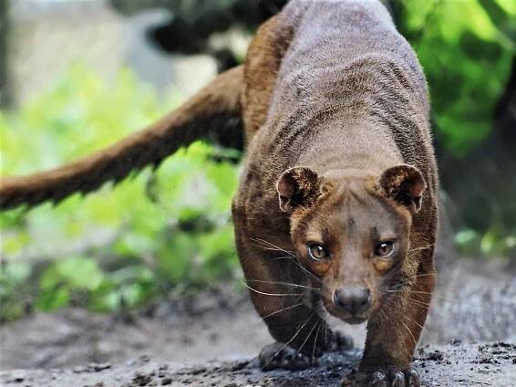 Fossa (Cryptoprocta ferox) im Zoo Duisburg © Wolfgang Dreier, Berlin