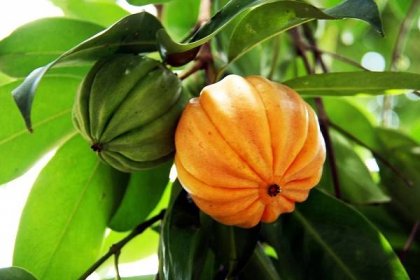 Cowa-Mangosteen-fruits