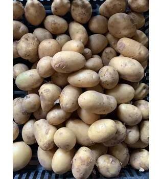 Malé rané konzumní brambory do trouby - typ B, 1 kg
