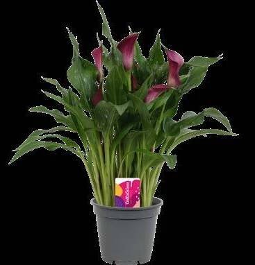 Callalicious© | Calla Zantedeschia catalogus 2024 |Vreugdenhil Bulbs & Plants by Vreugdenhil Bulbs & Plants - Issuu