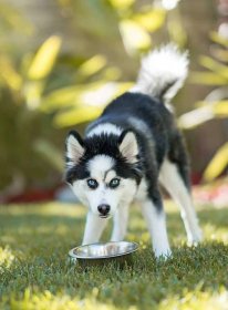 Black and White Pomsky with dog bowl on the lawn