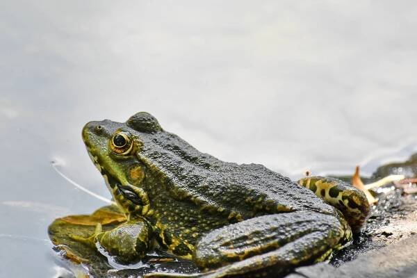 Bezplatný obrázek: ohrožené druhy, endemické, žába, obojživelníků, divoká zvěř, drsná, zvíře, oko, plaz, Příroda
