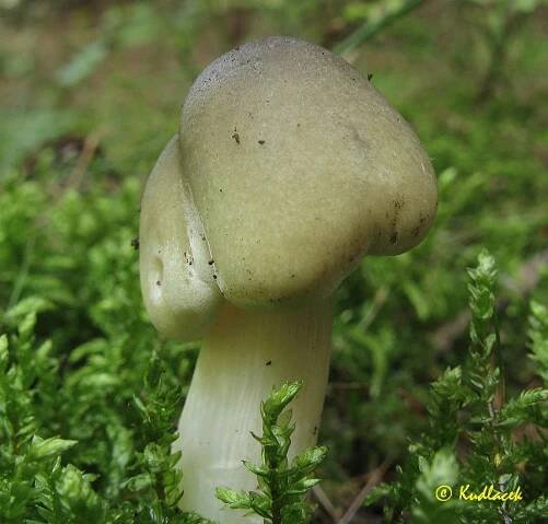 Photos - Čirůvka mýdlová