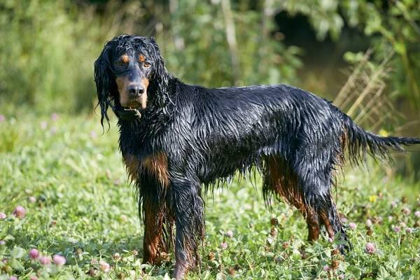 Gårdstunet Hundepensjonat