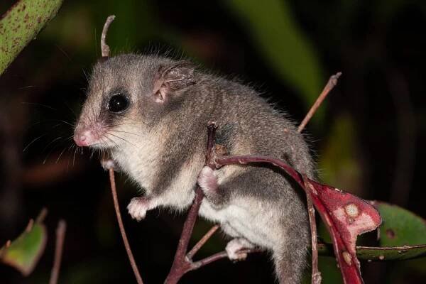 východní pygmy possum - oposum vačnatci - stock snímky, obrázky a fotky
