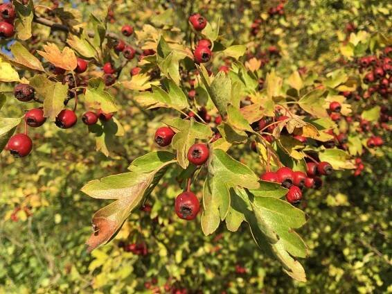 Hloh jednosemenný, (Crataegus monogyna)