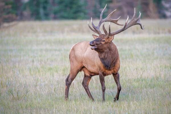 wapiti