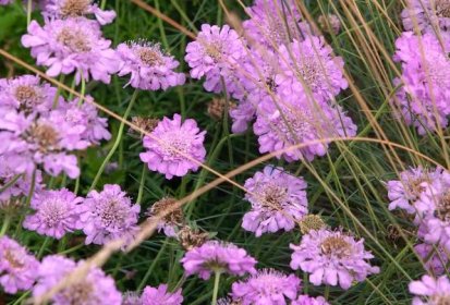 How to Grow and Care for Scabiosa Pincushion Flowers