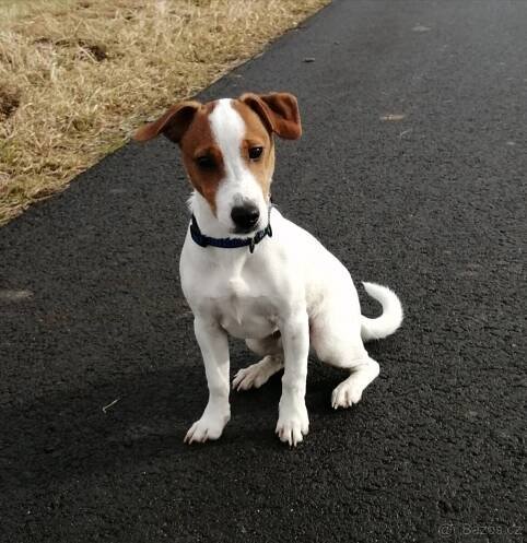 Jack Russell teriér - Nový Jičín