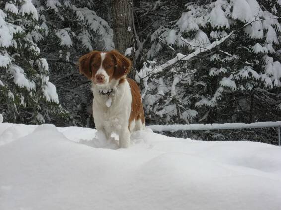 The Brittany – Sporting Dogs Association of Arizona