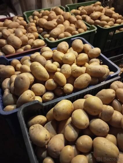 Brambory  uskladnění,konzum, rajčata ringle, cukety, rajčata