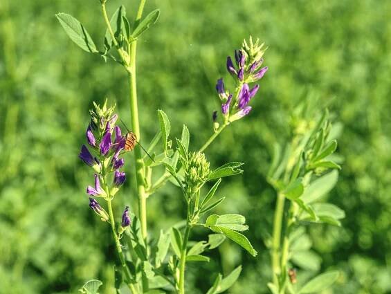 Alfalfa