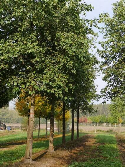 Alnus cordata | olše srdčitá - Van den Berk školky