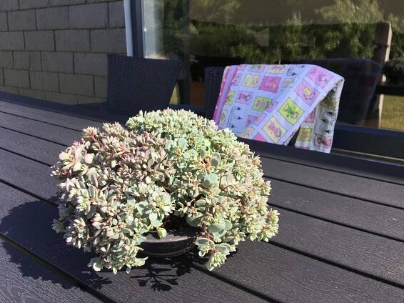 Cauticola Pink 01