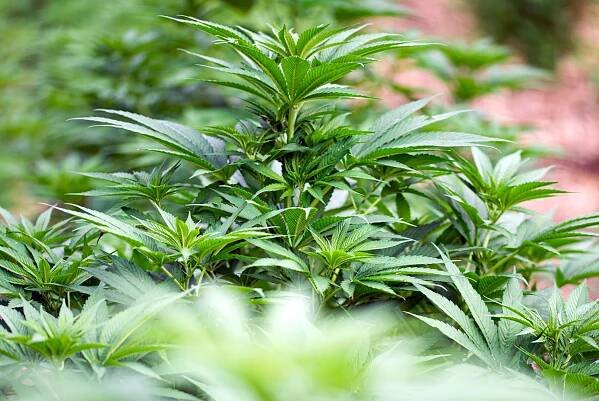 Senát odmítl zvýšení limitu THC v technickém konopí