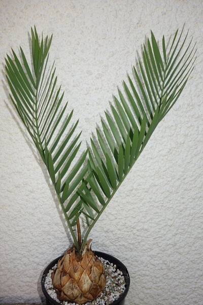 Encephalartos middelburgensis 11cm caudex