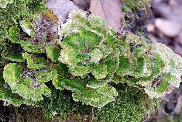 Lesklokorkovité Ganodermataceae | Houby České republiky