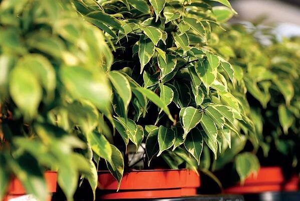 Ficus benjamina