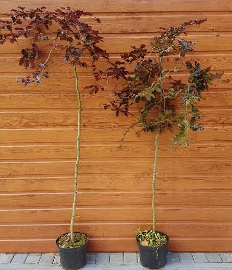 Buk lesný (Fagus sylvatica ´Rohan weeping´) veľkosť 80-150cm