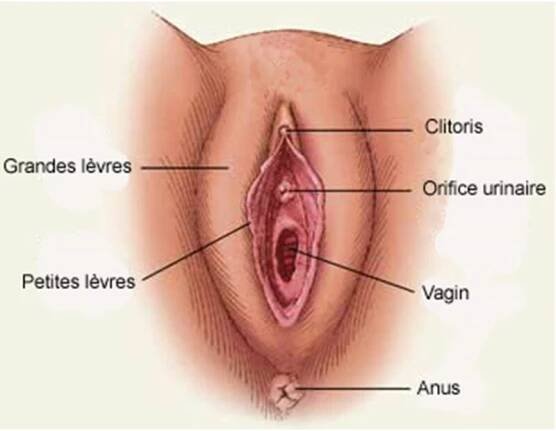 doigter femme vulve