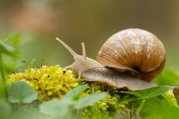 Plži české přírody | Fotogalerie šneků a slimáků