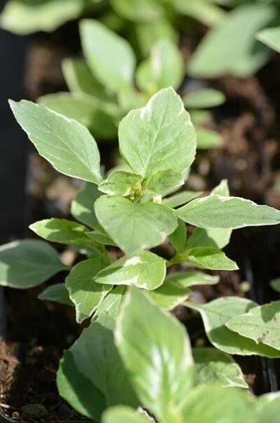 small green plants are growing in the dirt