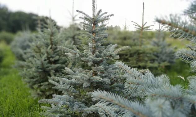 Galerie | Plantáž vánočních stromků