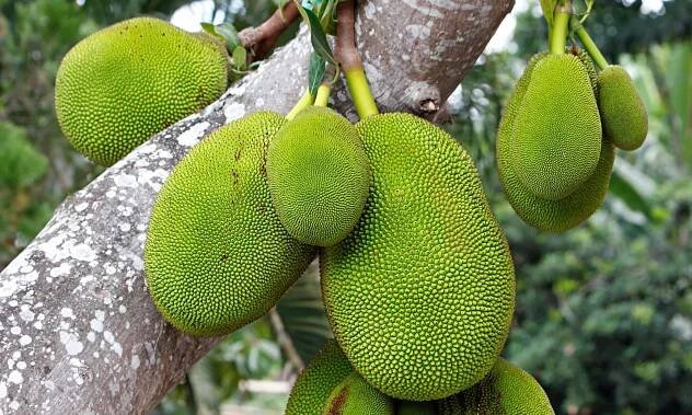 Jackfruit on the tree.