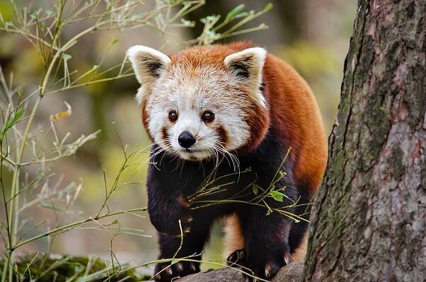 Malá Panda Červená Kočičí - Fotografie zdarma na Pixabay