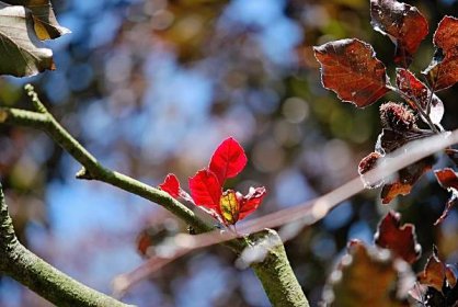 Buk lesní Atropurpurea - jarní listy (Fagus sylvatica)
