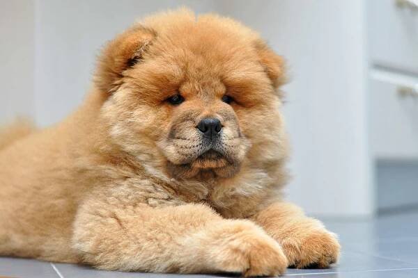 Golden Chow Chow puppy