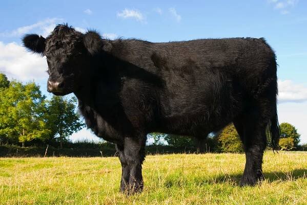 Aberdeen angus