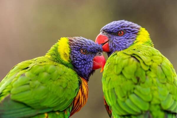 Rainbow Lorikeet Papoušci - velmi pestrobarevný papoušek — Stock obrázek zdarma