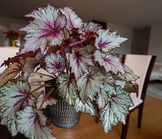 Easy Tips for Growing Rex Begonia - Garden Lovers Club