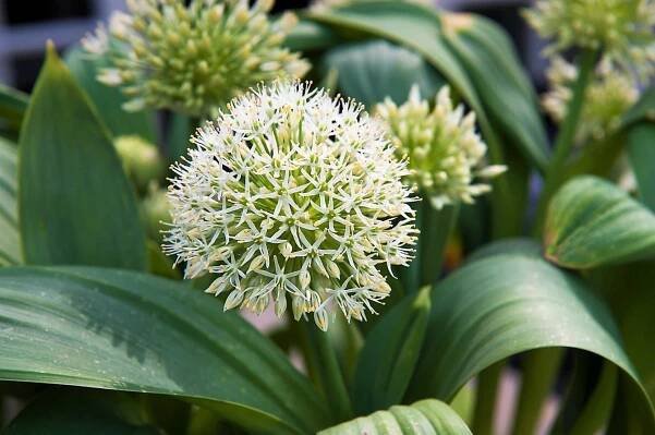 Top ten jarních cibulovin: okrasné česneky (Allium) 