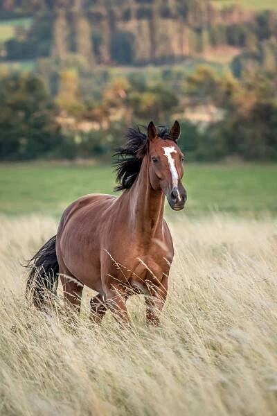 Výběr snímků z fotosoutěže Rok s koňmi podzim 2019 | Jezdci.cz