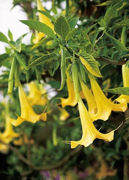 Yellow Angel's Trumpet