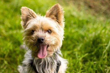 Jorkšírský teriér – plemeno psa , nejoblíbenější pes do bytu