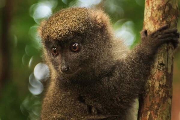 bambusový lemur na madagaskaru - andasibe - stock snímky, obrázky a fotky