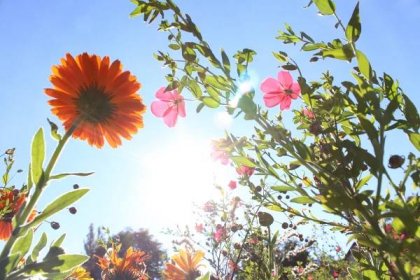 Horké letní dny a vysoké teploty aneb Pět rostlin, které se vám za takové počasí odvděčí bohatými a závidění hodnými květy