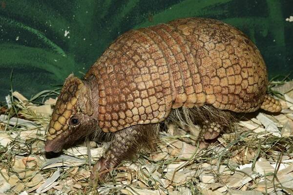 Pásovec na Sv. Kopečku. Olomoucká zoo představila novinku